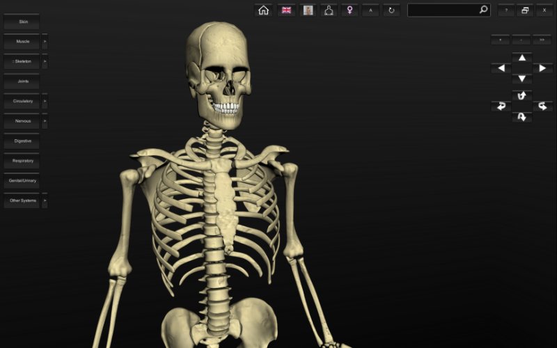 3d interactive human skeleton