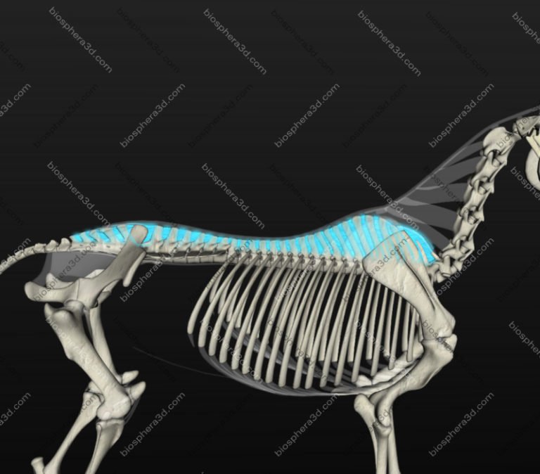 image-gallery-3d-horse-anatomy-software-biosphera