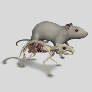 rat anatomy 3d