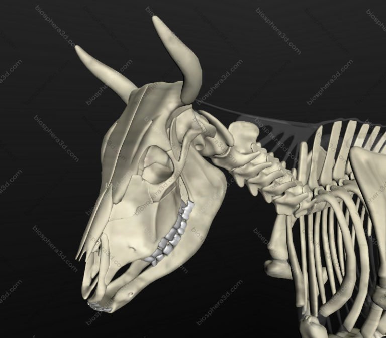 Image Gallery 3D Bovine Anatomy Software Biosphera image-gallery-3d-bovine-anatomy-software-biosphera