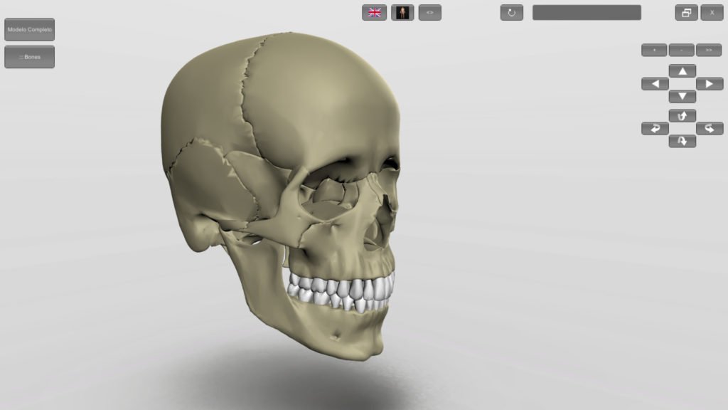 3D whole-body frontal view with semi-transparent skin (left) and