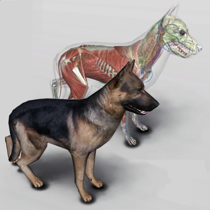 3d dog anatomy software