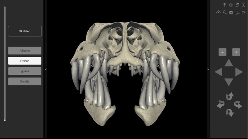 phyton skull anterior view