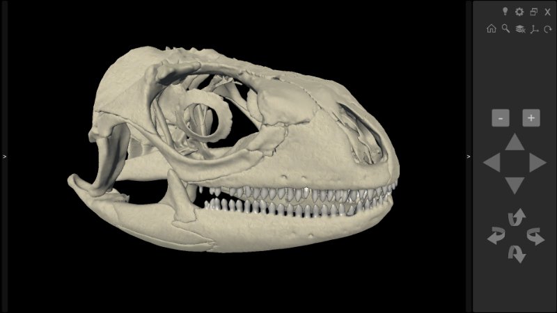 iguana skull 3D