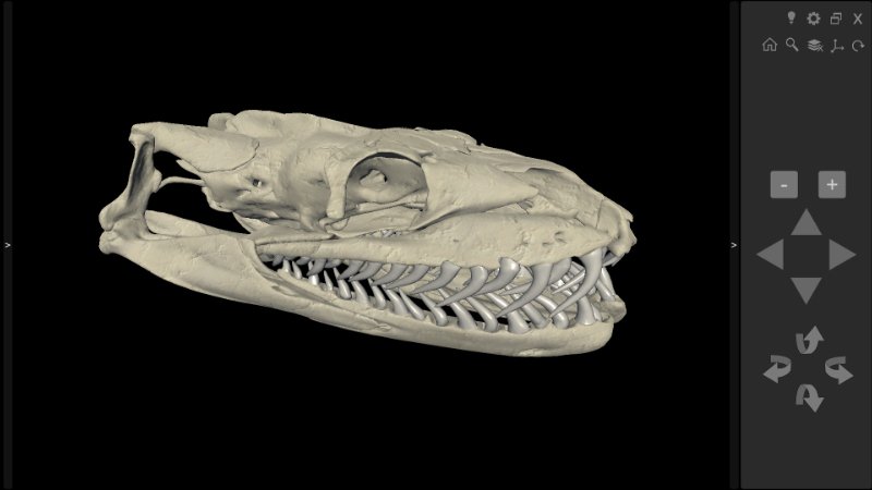 phyton skull 3D