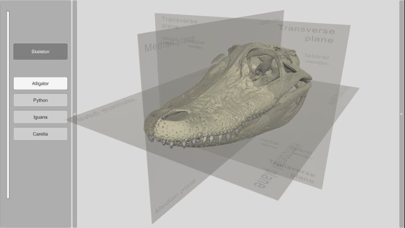 reptile skull anatomical planes