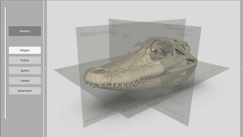 alligator skull 3d