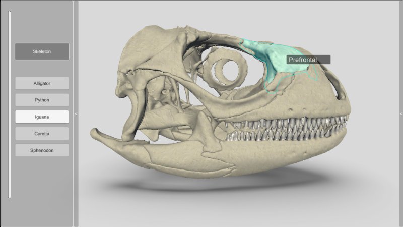iguana 3D skull