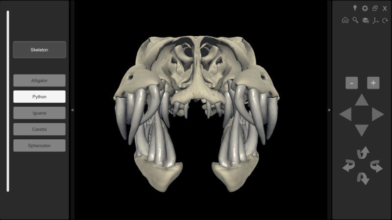 phyton skull