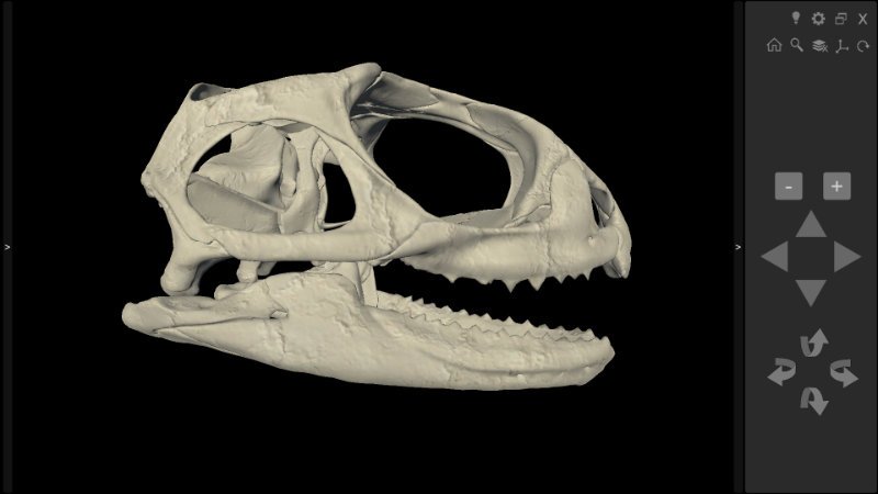 tuatara skull 3d