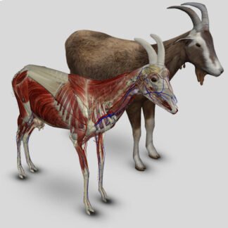 3D Caprine Anatomy Software