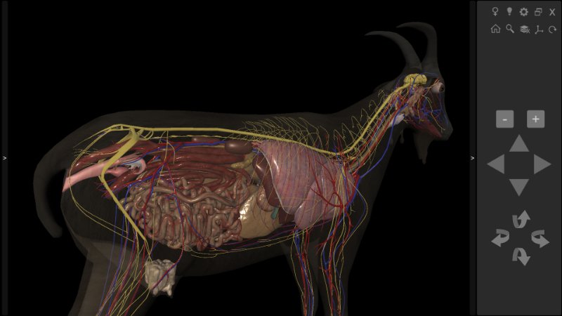 3D Caprine Anatomy Software - Abdomen
