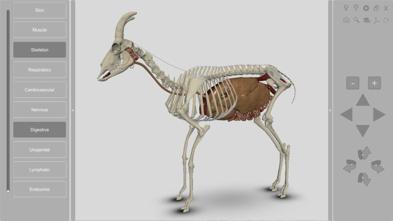 3D Caprine Anatomy Software - Digestive System