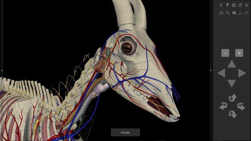 3D Caprine Anatomy Software - Head Anatomy
