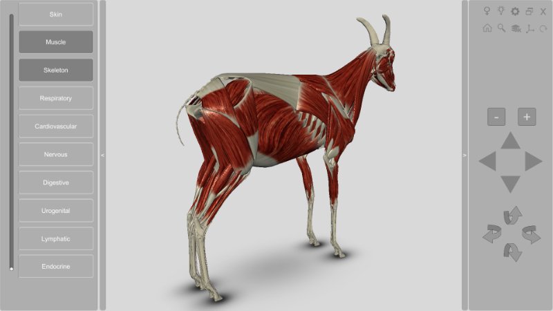 3D Caprine Anatomy Software - Musculature