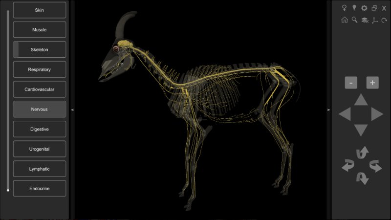 3D Caprine Anatomy Software - Nervous System