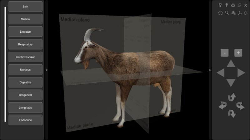 3D Caprine Anatomy Software - Planes
