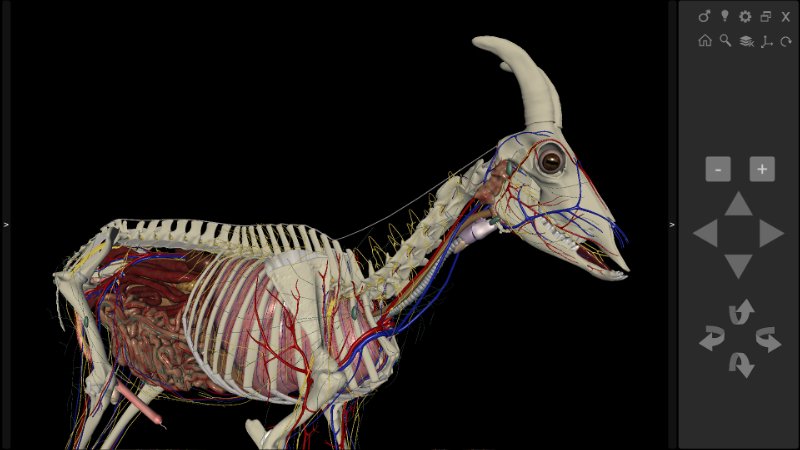 3D Caprine Anatomy Software