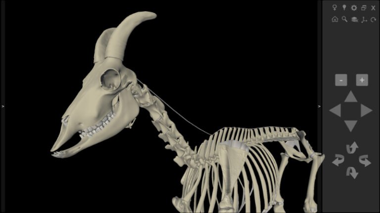 3D Caprine Anatomy - Biosphera