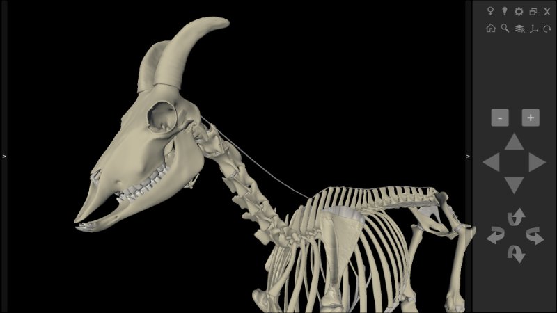 3D Caprine Anatomy Software - Skeleton
